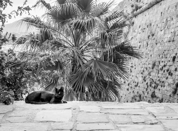 Gato Relajante Por Fortezza Rethymno Creta Grecia —  Fotos de Stock