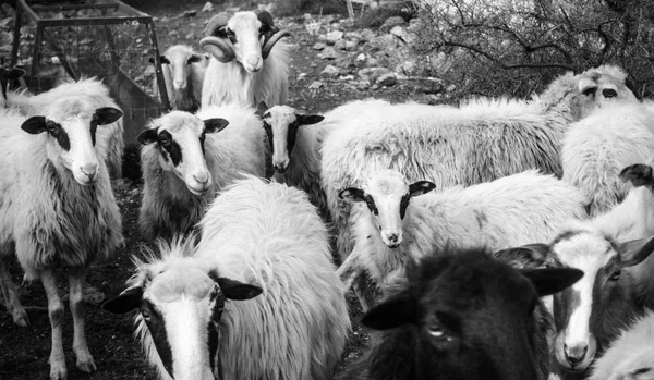 Flock Sheep Crete Greece — Stock Photo, Image