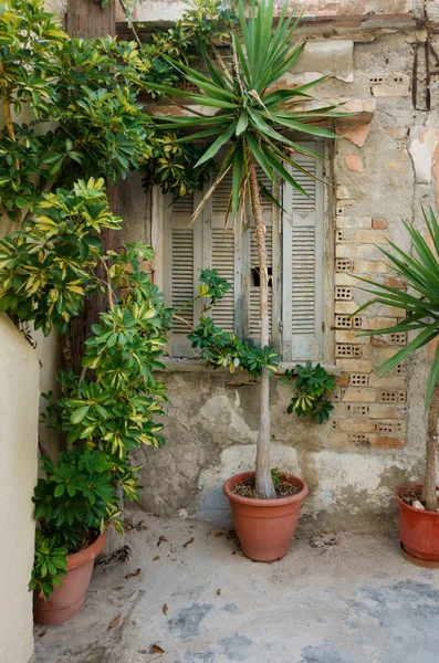 Potted plants in front of ruined wall, Heraklion, Greece