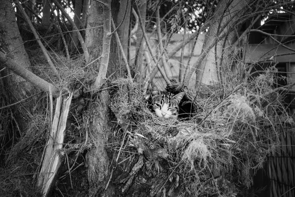 View of a cat in animal nest looking at camera, Greece
