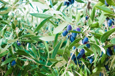 Siyah Zeytin ağacının yakın çekim