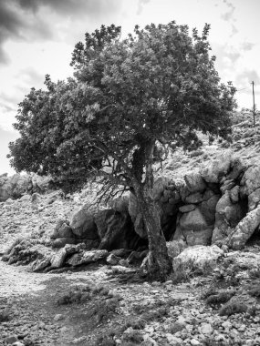 Ağaç ve kayalık tepenin gökyüzü, Crete, Yunanistan