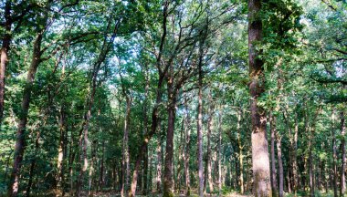 Bir ormandaki ağaçlar Brittany, Fransa, Avrupa görünümünü