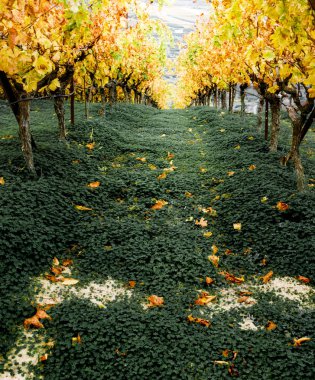 Akçaağaç Sonbahar sezonu, Yunanistan üst üste görünümünü