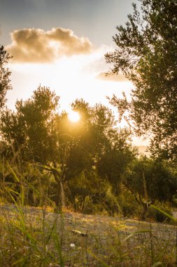 Orman Alanı sırasında günbatımı, Crete, Yunanistan