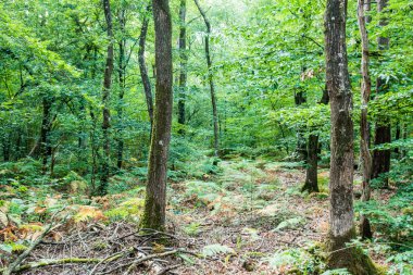 Bir ormandaki ağaçlar Brittany, Fransa, Avrupa görünümünü
