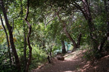 Toprak yol aracılığıyla ormandaki, Crete, Yunanistan