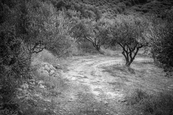 Sendero Campo Archanes Creta Grecia —  Fotos de Stock