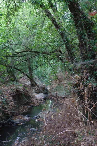 Ruisseau Coulant Travers Les Arbres Dans Forêt Crète Grèce — Photo