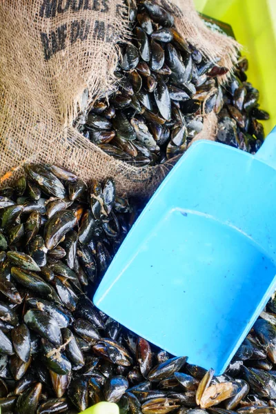 Mejillones Negros Frescos Abundancia Mercado Pescado —  Fotos de Stock