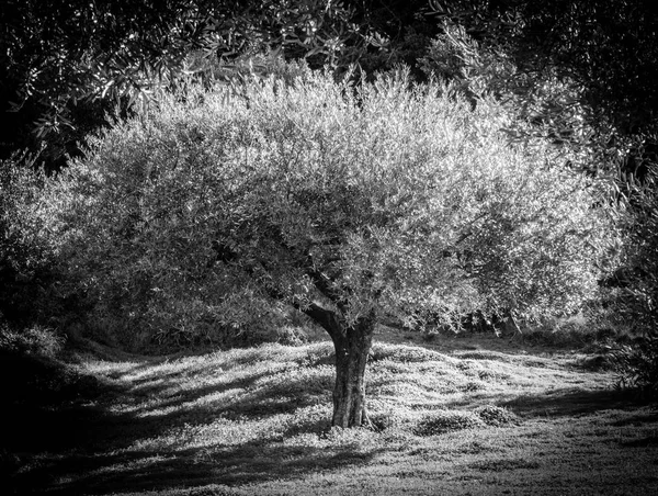 Προβολή Ενός Δέντρου Πλούσιο Φύλλωμα Στο Παρασκήνιο Φθινόπωρο Ελλάδα — Φωτογραφία Αρχείου