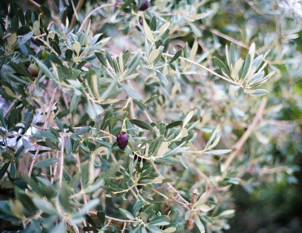 Olive Seed Tree — Stock Photo, Image