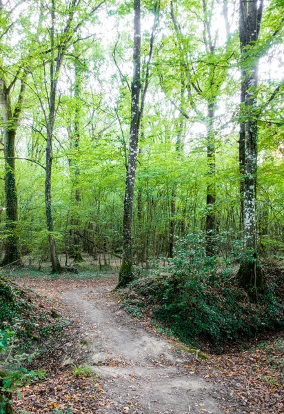 Pohled Cestu Mezi Stromy Lese Bretaň Francie Evropa — Stock fotografie