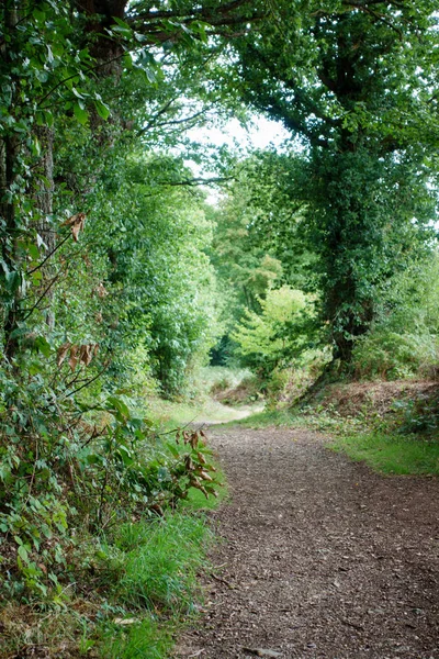 Camino Tierra Través Los Árboles Bosque Bretaña Francia — Foto de Stock