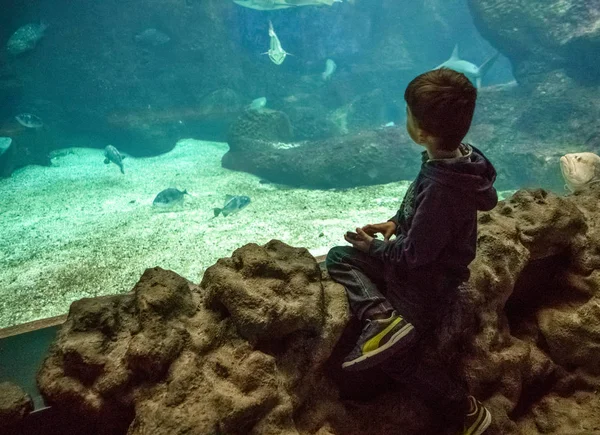 Ragazzo Che Guarda Pesci Acquario Grecia — Foto Stock