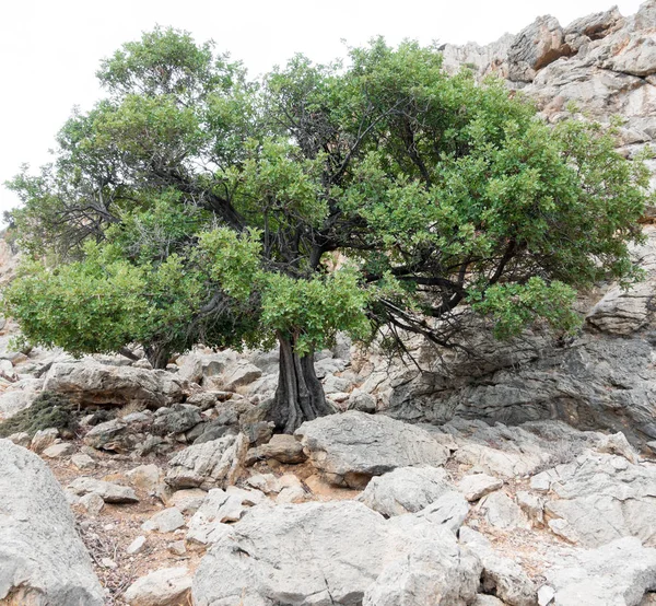 Árbol Acantilado Rocoso Creta Grecia —  Fotos de Stock