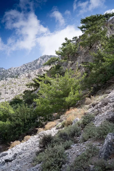 Plants Rocky Mountain Sky Crete Greece — Stock Photo, Image
