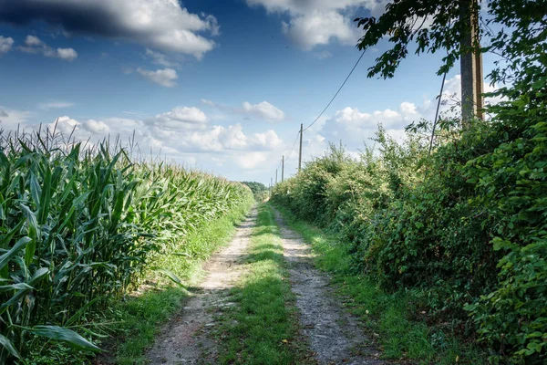 Zandweg Door Grasveld — Stockfoto