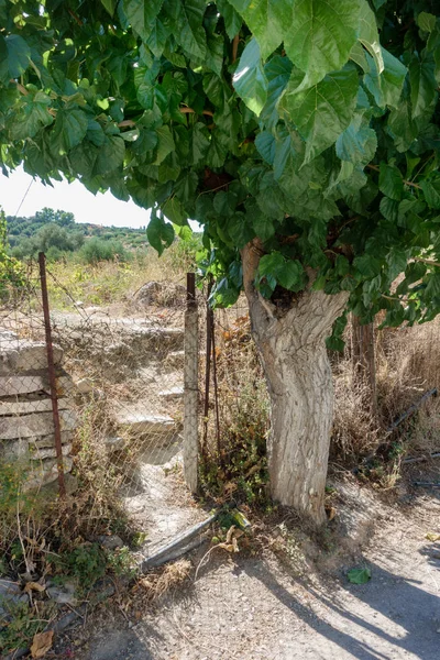Viejo Árbol Campo Con Arbusto Creta Grecia — Foto de Stock