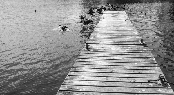 Piren Sjön Med Flock Måsar Toronto Kanada — Stockfoto