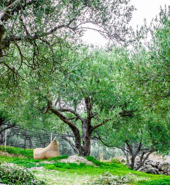 Ağaçlar Yemyeşil Bitki Örtüsü Yunanistan — Stok fotoğraf