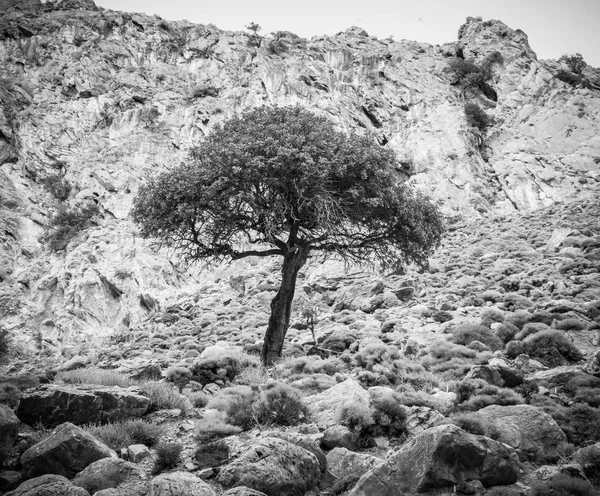 Tree Rocky Cliff Crete Greece — Stock Photo, Image