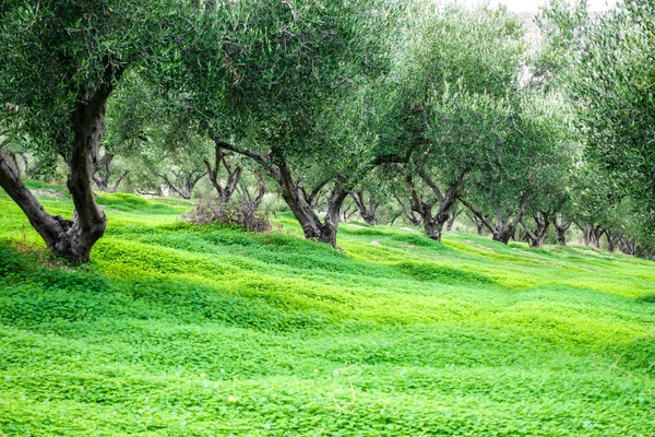 Blick Auf Bäume Einer Reihe Auf Grünem Gras Griechenland — Stockfoto