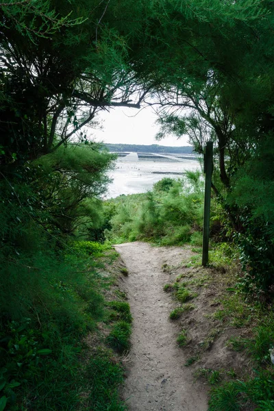 Route Door Een Boom Tunnel Sentier Littoral Bretagne Frankrijk Europa — Stockfoto