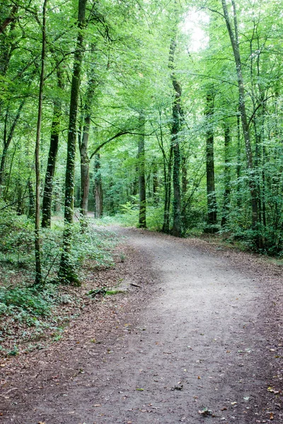 Polní Cesta Mezi Stromy Lese Bretaň Francie — Stock fotografie