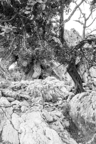 枯れた木や岩 クレタ島 ギリシャ — ストック写真