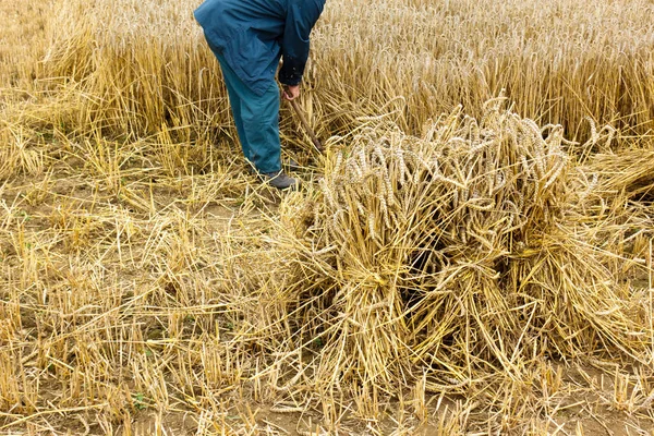 Colheita Agricultores Campo Feno — Fotografia de Stock