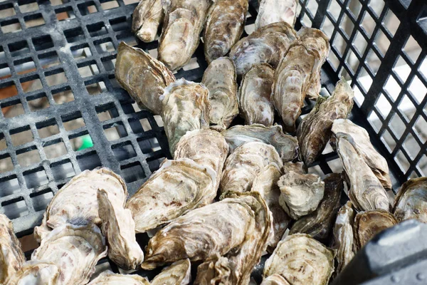在农贸市场出售的新鲜牡蛎 — 图库照片
