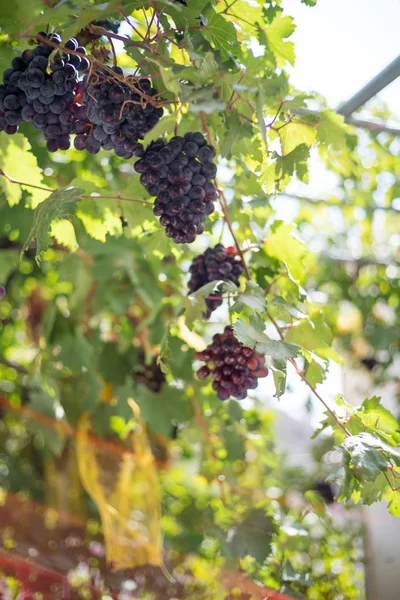 Bouquet Raisins Suspendu Arbre Crète Grèce — Photo