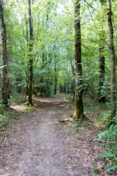 Pohled Cestu Mezi Stromy Lese Bretaň Francie Evropa — Stock fotografie