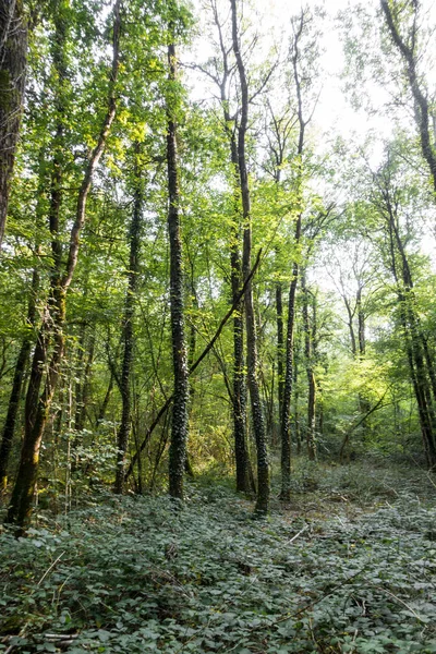 Vue Des Arbres Dans Une Forêt Bretagne France Europe — Photo