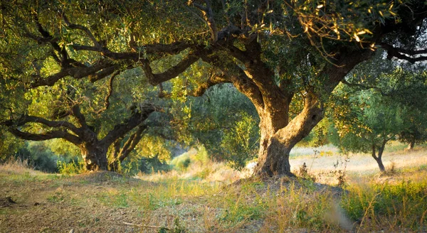Bäume Wald Beton Griechenland — Stockfoto