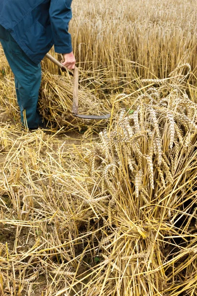农民收割稻田作物 — 图库照片
