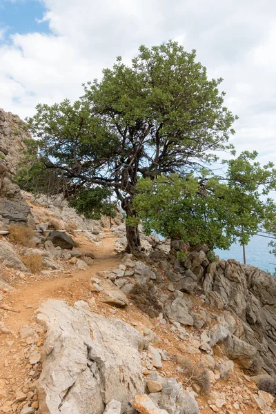 Tree on hill against sea, Crete, Greece