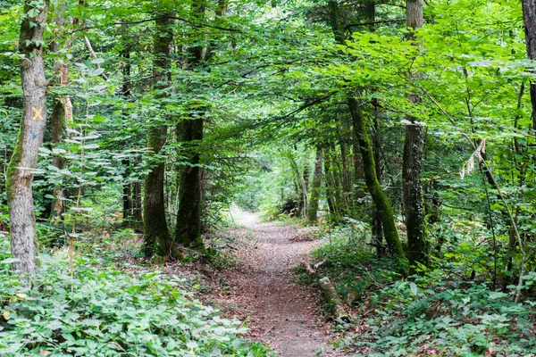 Strada Sterrata Tra Gli Alberi Nella Foresta Bretagna Francia — Foto Stock