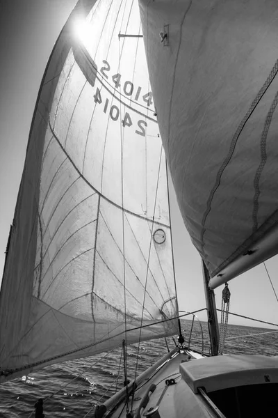 Segelbåt Cruising Havet Toronto Kanada — Stockfoto