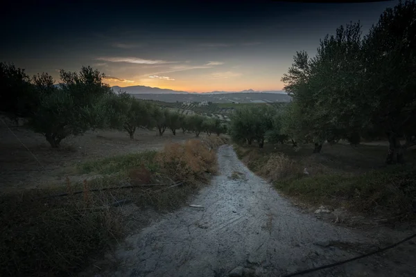 Blick Auf Leeren Weg Und Feld Bei Sonnenuntergang Beton Griechenland — Stockfoto