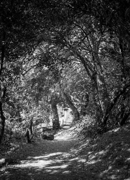 Camino Tierra Través Los Árboles Bosque Creta Grecia —  Fotos de Stock