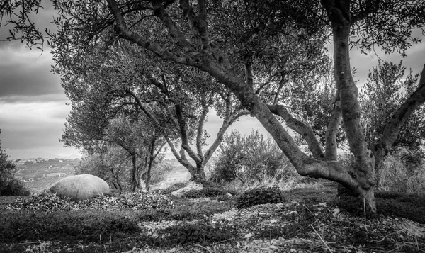 Vista Árboles Frondoso Follaje Grecia —  Fotos de Stock