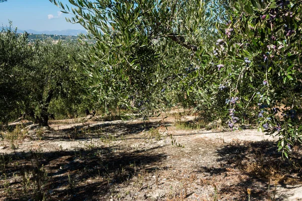 Siyah Zeytin Ağacı Meyve Bahçesi Içinde — Stok fotoğraf