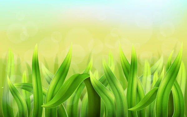 Fond d'herbe réaliste — Image vectorielle