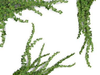 gerçekçi vektör Ivy set