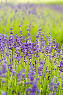 alan lavanta çiçekleri ile