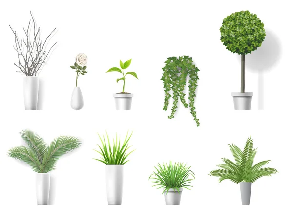 Otthoni növényeket — Stock Vector