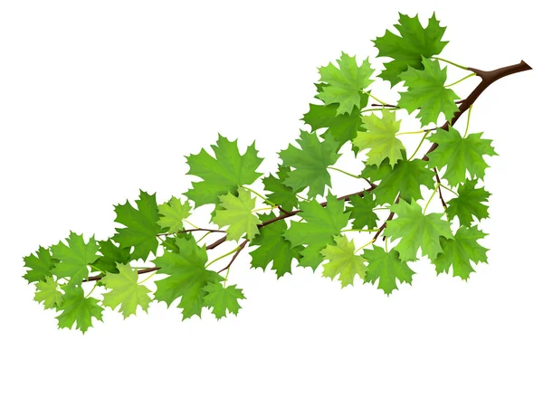 Maple branch with green leaves — Stock Vector