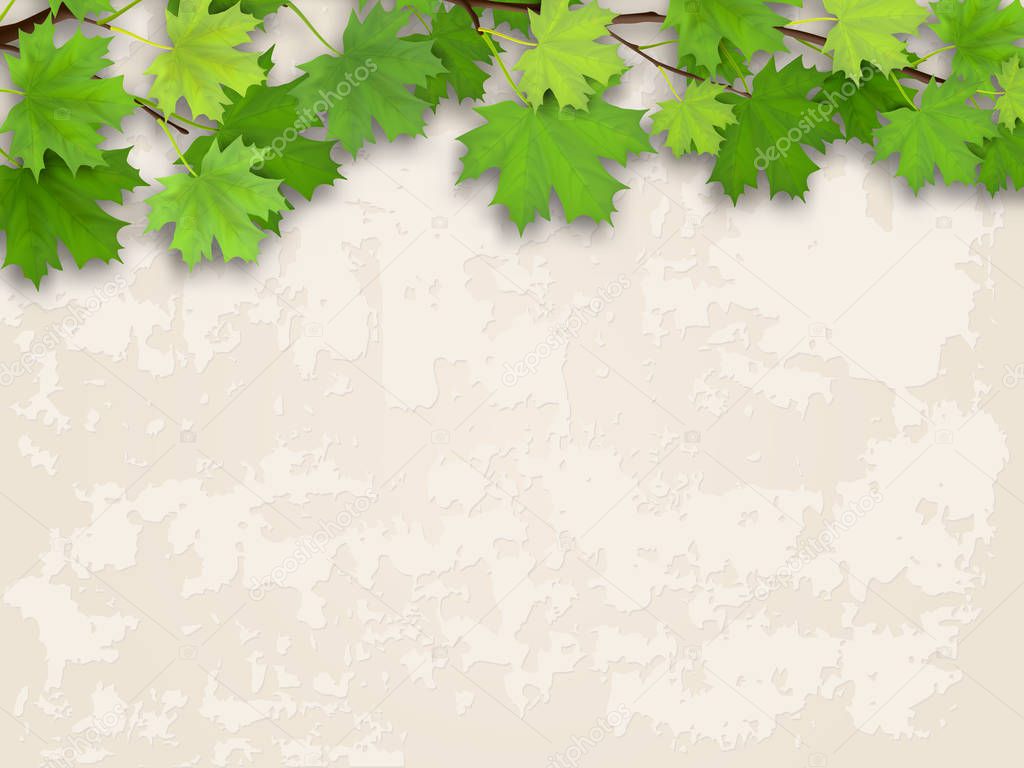 maple tree branch green on old wall background